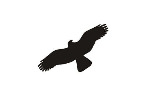 silueta-dravce-ptaka-samolepka